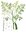 Samen Moringa, Meerrettichbaum, Baum des Lebens (Moringa oleifera)
