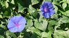 Samen Himmelblaue Prunkwinde (Ipomoea tricolor) 'Heavenly Blue'