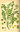 Semillas de Pimpinela, algáfita, hierba ge o hierba del cuchillo (sanguisorba minor)