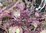Samen Mizuna purpura (Brassica rapa japonica)