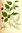 Semillas de Frambuesa (Rubus Idaeus)