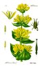 Semillas de  Genciana Amarilla (Gentiana lutea)