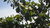 Samen immergrüne Magnolie (Magnolia grandiflora)