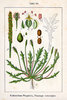 Samen Krähenfuß-Wegerich, Kapuzinerbart, Minutina (Plantago coronopus)