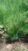Sweet fennel seeds (Foeniculum vulgare var. Sweet)