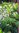 Fatsi, paperplant, Japanese aralia plant (Fatsia japonica)