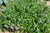Samen Breitblättriger Thymian, Arzneithymian (Thymus pulegioides)