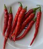 Red Cayena Seeds "Long Slim" (Capsicum annuum)
