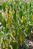 Golden Cayenne chili seeds (Capsicum annuum)
