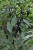Semillas de Jalapeños Púrpura (Capsicum annuum)