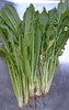 Common Chicory seeds "Dandelion" (Cichorium intybus)