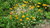 Planta de Caléndula (calendula officinalis)