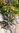 Planta de Aloe Saponaria (aloe maculata, saponaria)