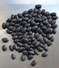 Black Bean, frijol seeds