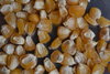 Corn seeds "Golden Bantam" (Not genetically engineered)