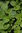 Semillas de Perilla Verde, Sisho, Zi Su (Perilla Frutescens)