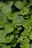 Shiso green plant (Perilla frutescens)