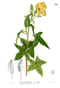 Musk okra seeds, ornamental okra (Abelmoschus moschatus)