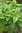 Napolitan Basil Seeds (Ocimum basilicum)