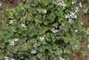 Pflanze Duftgeranie Duftpelargonie "Campher" (Pelargonium spp.)