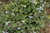 Planta de Geranio de Olor, aroma de Alcanfor (Pelargonium spp.)