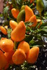 Semillas de Chile "salsa" naranja (Capsicum Annuum)