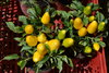 Yellow Salsa Chili seeds (Capsicum annuum)