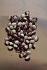 Ying-Yang Beans (Phaseolus vulgaris)