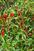 Peguin Chili Seeds, Bird pepper (Capsicum annuum)
