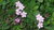 Planta de Jabonera rocosa (Saponaria ocymoides)