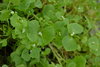 Samen Tellerkraut, Kubaspinat, Winterportulak (Claytonia perfoliata)