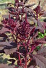 Samen Roter Fuchsschwanz roter Gemüseamaranthus (Amaranthus cruentus)