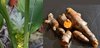 Pflanze Kurkuma, Gelber Ingwer, Safranwurzel (Curcuma longa)