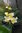 Canna “White Prosecco” plant (Canna edulis)