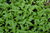 Semillas de Chopsuey, Crisantemo comestible, Shungiku (Chrysanthemum coronarium)