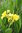 Pflanze Wassercanna, bandana of the everglades, golden canna (Canna flaccida)