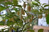 Habanero White seeds (Capsicum chinense)