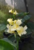 Canna “White Prosecco” rhizomes (Canna edulis)