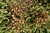 Semillas de Cacahuete (Arachis hypogaea)