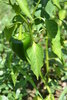 "Poblano ancho" Chili seeds (Capsicum annuum)