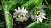 Pflanze Maracuja Passionsfrucht (Passiflora edulis)