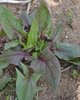 Red Spinach seeds (Spinacia oleracea)
