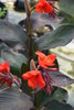 Canna "black knight" Plant (Canna edulis, Canna indica)