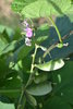 Lablab bean, Hyacinth bean seeds (Lablab purpureus)