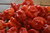 Chili Trinidad Scorpion Butch T Seeds (Capsicum chinense)