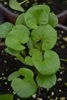 Asiatic Pennywort, Indian Pennywort, Gotu Kola plant (Centella asiatica)