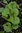 Pflanze Indischer Wassernabel, Gotu Kola (Centella asiatica)