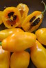 Semillas de Rocoto Amarillo, locoto canario (Capsicum pubescens)