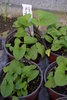 Good-King-Henry, seeds  Lincolnshire Spinach (Chenopodium bonus-henricus)