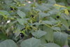 Belladona Seeds (Atropa Belladonna)